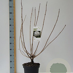 Viburnum opulus 60-80 cm 7,5L