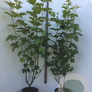 Viburnum opulus 80-100 cm 7,5L