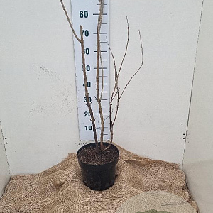 Viburnum opulus 80-100 cm 7,5L