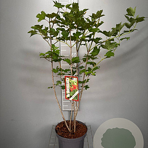 Viburnum opulus 80-100 cm 7,5L