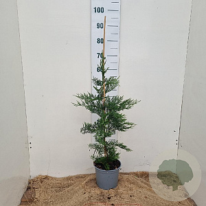 Cupressocyparis leylandii 80-100 cm 3,0L