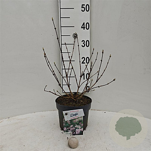 Deutzia hybrida 'Mont Rose' 30-40 cm 3,0L