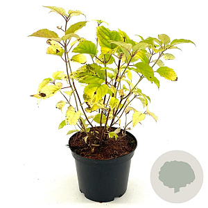 Hydrangea a. Candybelle Bubblegum 30-40 cm 3,0L