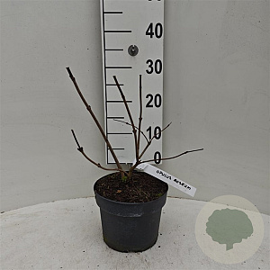 Viburnum opulus 'Roseum' 30-40 cm 3,0L