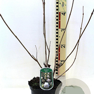 Viburnum opulus 'Roseum' 30-40 cm 3,0L