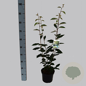 Elaeagnus ebbingei 40-50 cm 3,0L