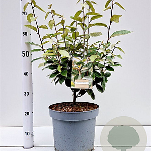 Elaeagnus ebbingei 50-60 cm 7,5L