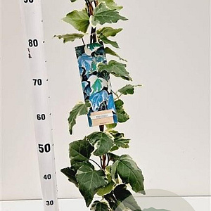 Hedera alg. 'Gloire de Marengo' 70-80 cm rozenpot 2L