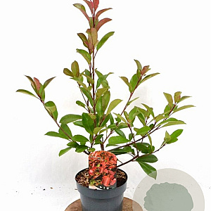 Photinia fraseri 'Red Robin' 40-50 cm 3,0L