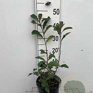 Photinia fraseri 'Red Robin' 40-50 cm 3,0L