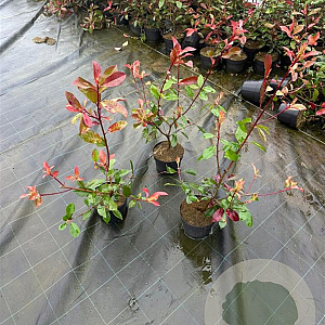 Photinia fraseri 'Red Robin' 40-50 cm 3,0L