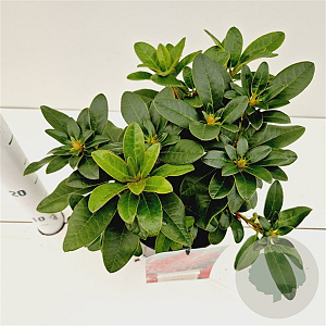 Rhododendron (F) 'Bengal' 25-30 cm 3,0L