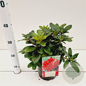 Rhododendron (F) 'Bengal' 25-30 cm 3,0L