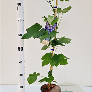 Vitis 'Boskoop Glory' 70-80 cm 2,5L