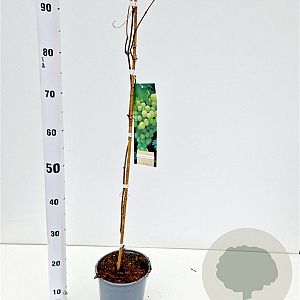 Vitis 'Vroege van der Laan' 70-80 cm 2,5L