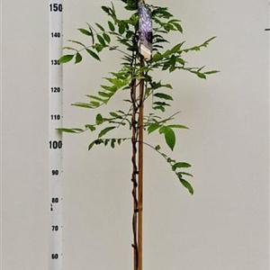 Wisteria sinensis 175-200 cm 5,0L