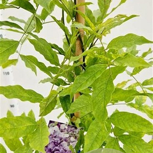 Wisteria sinensis 'Prolific' 175-200 cm 5,0L