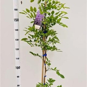Wisteria sinensis 'Prolific' 175-200 cm 5,0L