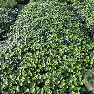 Hedera hibernica 30-40 cm P9