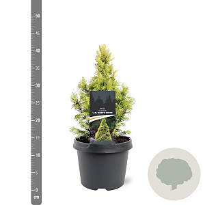 Picea gl. 'Daisy's White' 25-30 cm 3,5L