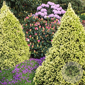 Picea gl. 'Daisy's White' 25-30 cm 3,5L