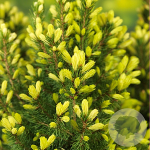 Picea gl. 'Daisy's White' 25-30 cm 3,5L