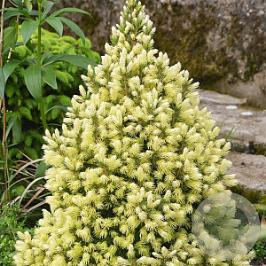 Picea gl. 'Daisy's White' 25-30 cm 3,5L