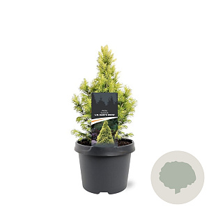 Picea gl. 'Daisy's White' 25-30 cm 3,5L
