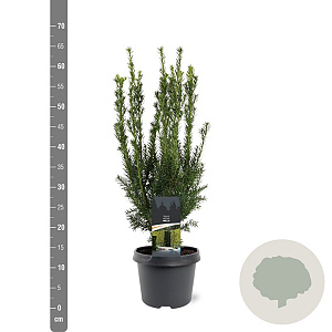 Taxus media 'Hillii' 40-50 cm 3,0L
