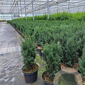 Taxus media 'Hillii' 40-50 cm 3,0L