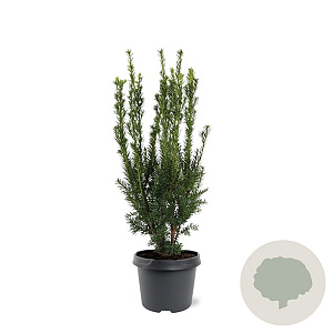 Taxus media 'Hillii' 40-50 cm 3,0L
