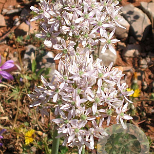 Allium nigrum GM P9
