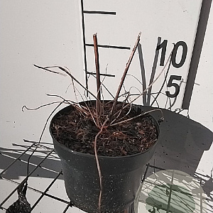 Anemone hyb. 'Honorine Jobert' GM 2,0L