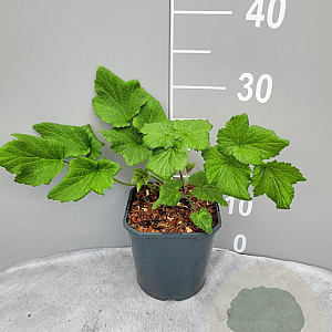 Anemone hyb. 'Honorine Jobert' GM 2,0L