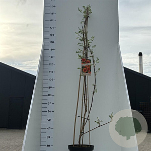 Campsis rad. 'Flamenco' 100-125 cm rozenpot 2L