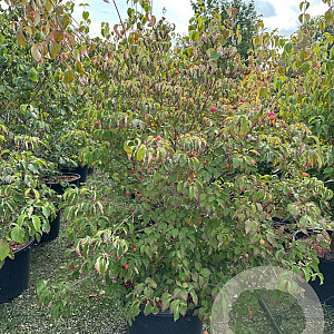 Cornus k. 'Milky Way' 175-200 cm cont. 80L