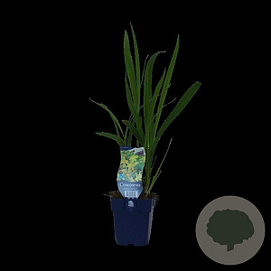 Crocosmia 'George Davidson' GM  P11