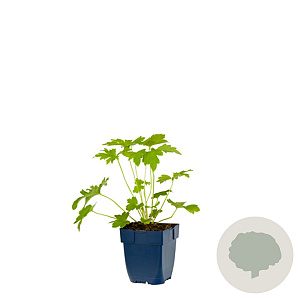 Delphinium (P) 'Blue Bird' GM  P11