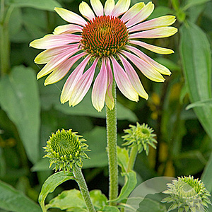 Echinacea p. 'Green Twister' GM P9