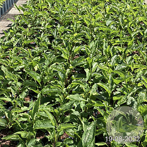 Echinacea p. 'Magnus' GM 2,0L
