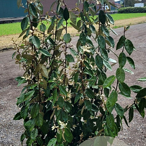 Elaeagnus ebbingei 125-150 cm 20L