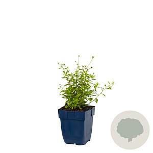 Erigeron karvinskianus GM  P11