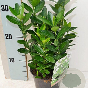 Euonymus japonicus 125-150 cm 20L