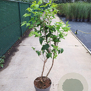 Heptacodium miconioides 100-125 cm 10L