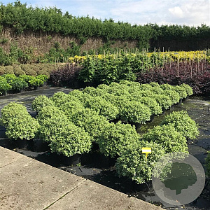Pittosporum ten. 'Silver Ball' 50-60 cm 20L breed