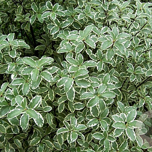 Pittosporum ten. 'Silver Queen' 60-80 cm 20L