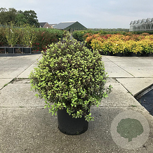 Pittosporum ten. 'Tom Thumb' 60-80 cm 20L breed