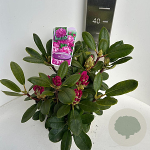 Rhododendron (Y) 'Blurettia' 30-40 cm P23 B kwaliteit