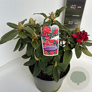 Rhododendron (Y) 'Bohl Roter Stern' 30-40 cm P23 B kwaliteit