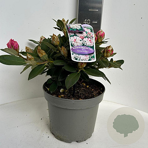Rhododendron (Y) 'Dreamland' 30-40 cm P23 B kwaliteit
